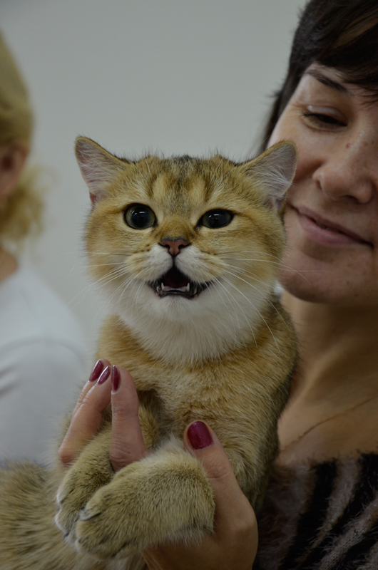 Чебоксары:Международная выставка кошек "КотоПати-2013!"