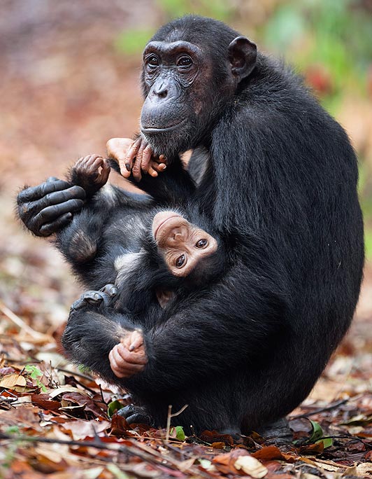 маленький шимпанзе